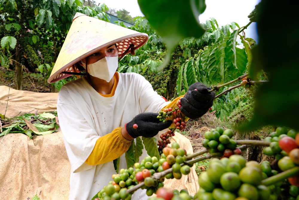 Đam Rông tiếp tục nhiệm vụ giảm nghèo