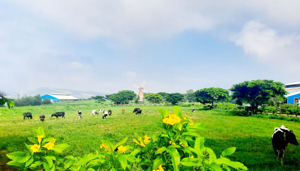 CHÀO MỪNG HỘI NGHỊ TỔNG KẾT PHONG TRÀO THI ĐUA YÊU NƯỚC NĂM 2022, PHÁT ĐỘNG THI ĐUA NĂM 2023: Áp dụng công nghệ 4.0 ở trang trại bò sữa Organic