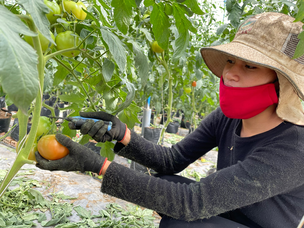Tiếp tục cho vay phục hồi phát triển kinh tế - xã hội