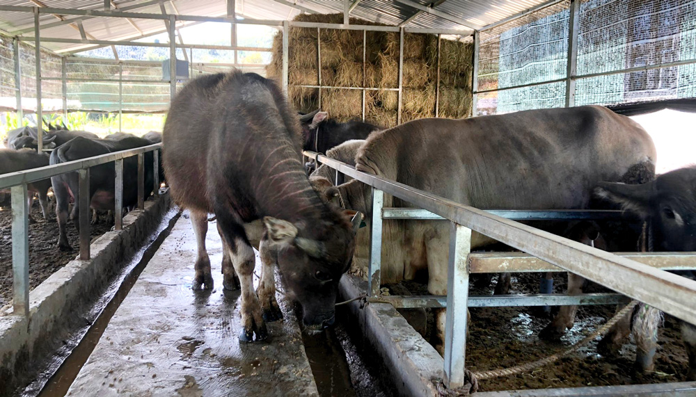 Người Đạ Sar đưa trâu về nhà