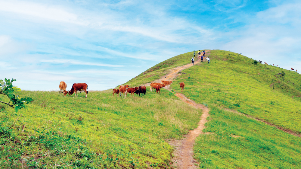 BÁO XUÂN GIÁP THÌN 2024: Tà Năng - Phan Dũng, cung đường trekking đẹp nhất Việt Nam