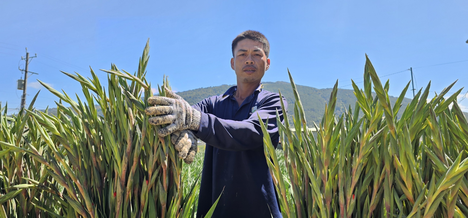 Người tiên phong trồng hoa lay ơn chất lượng cao tại Làng hoa Hiệp An