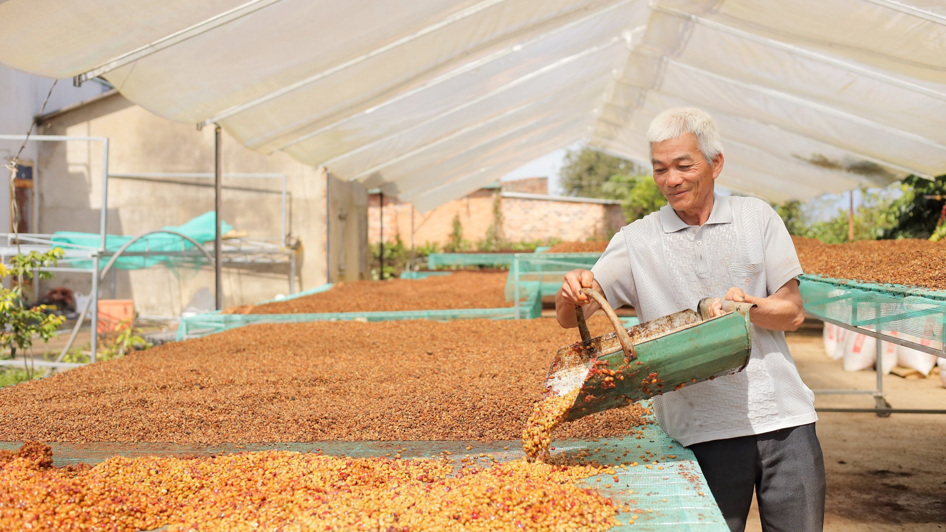 Lão nông kiên định với cà phê hữu cơ