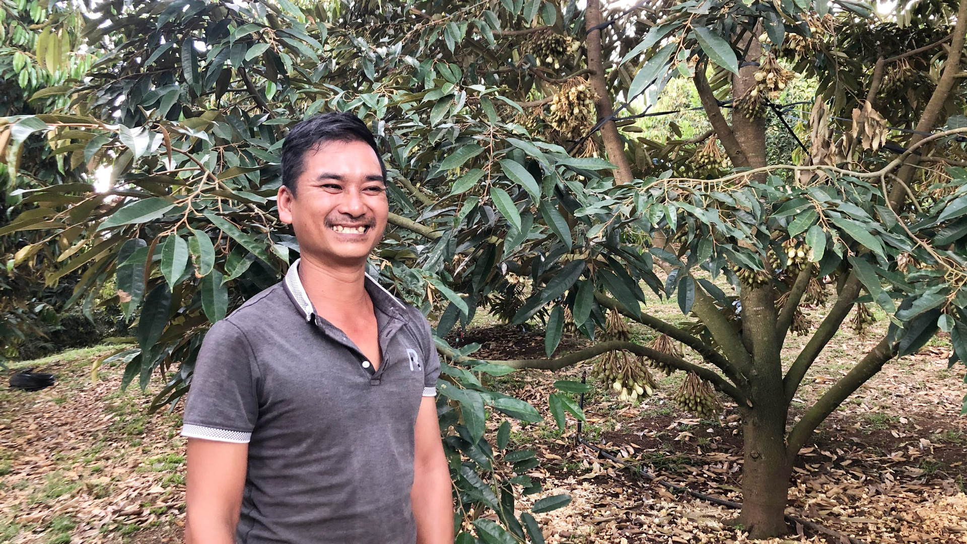 Sầu riêng OCOP giữa vùng sâu Hang Ka