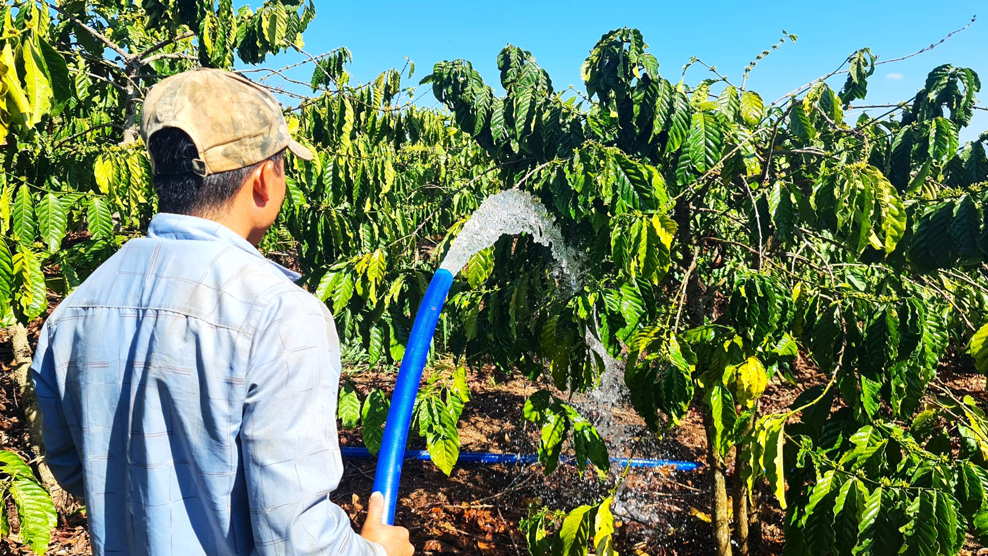 Đầu năm hối hả chống hạn cho cà phê