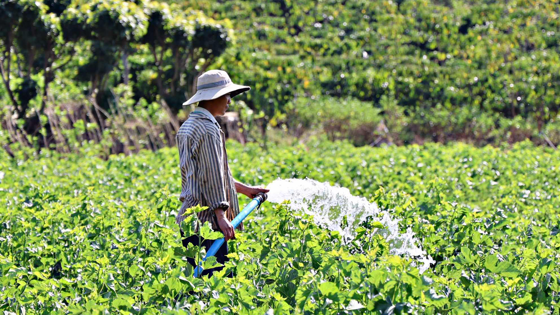 Khẩn trương thực hiện các biện pháp phòng, chống hạn 