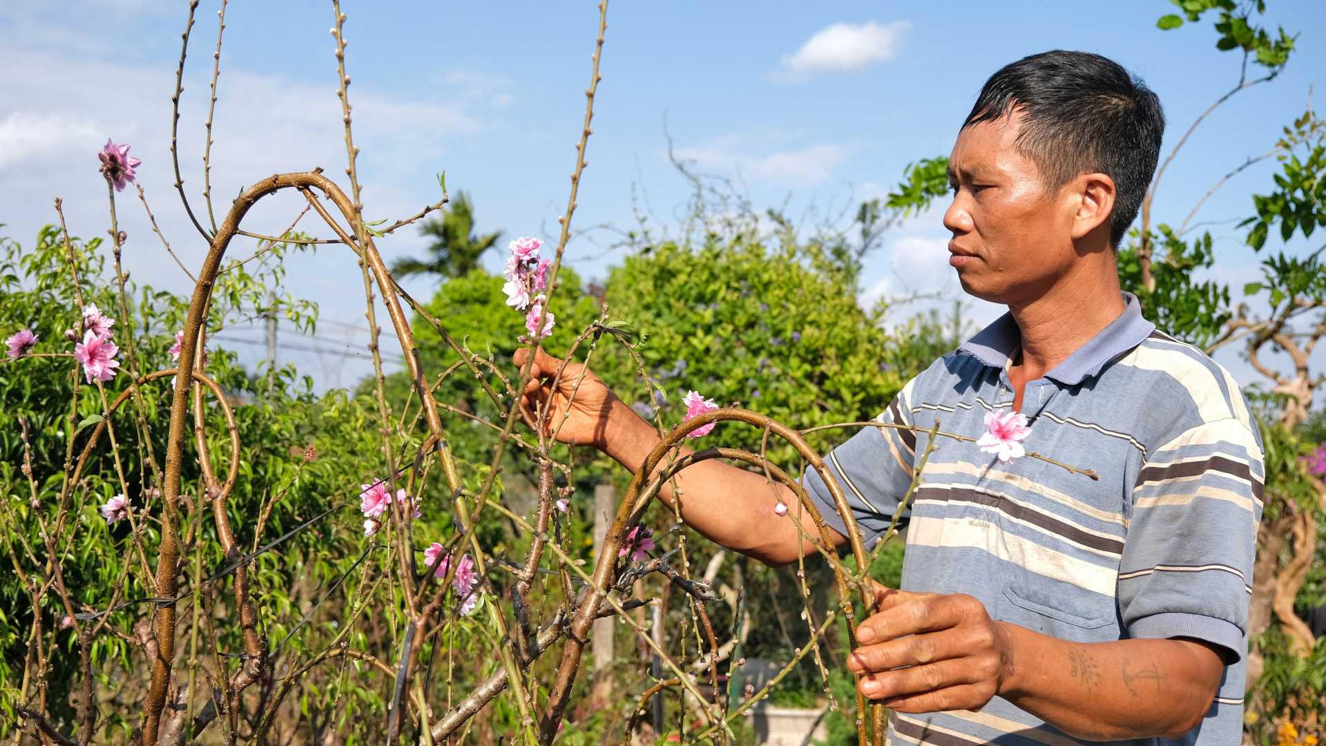 Nâng cao thu nhập từ trồng đào cảnh