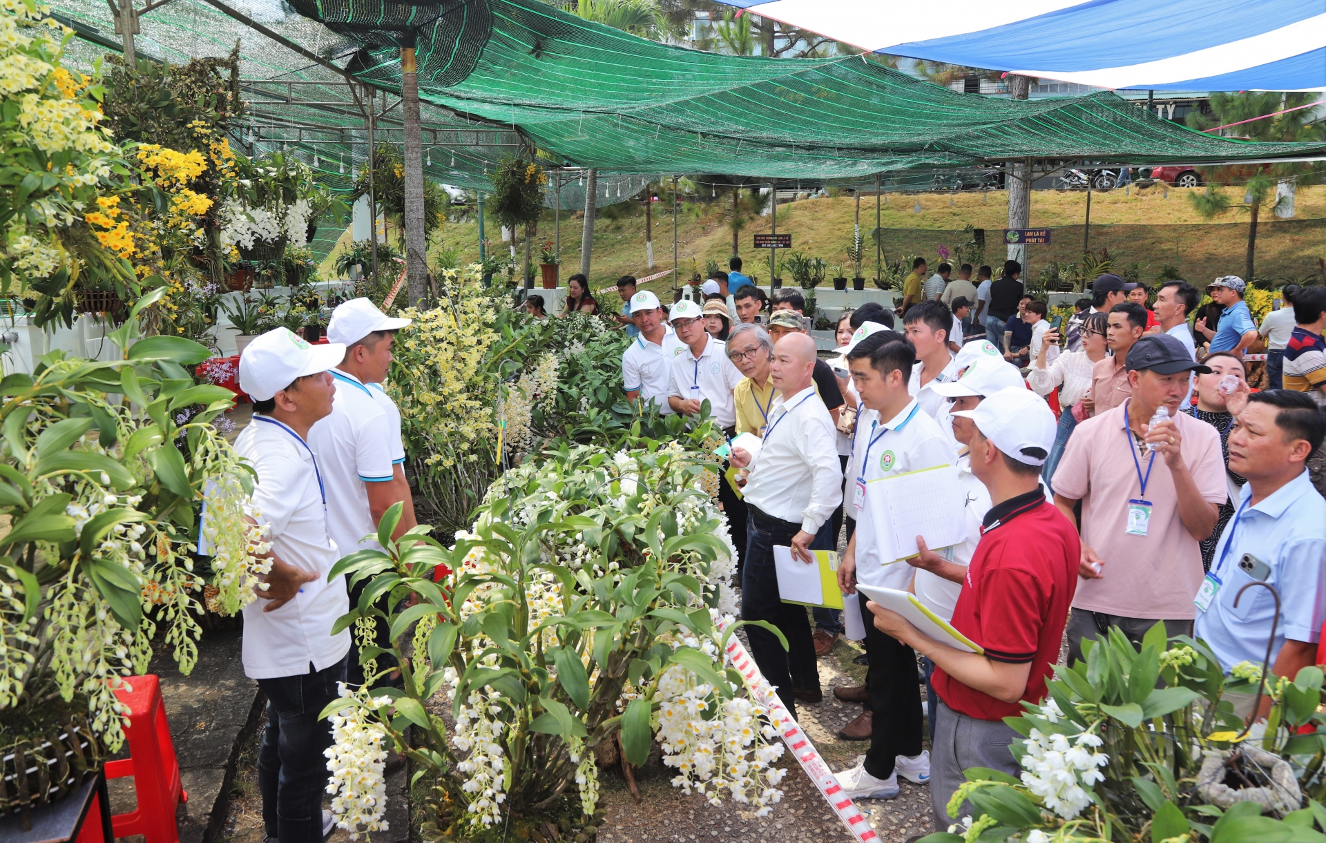 Hơn 1.200 tác phẩm hoa lan khoe sắc tại Hội thi Hoa lan TP Bảo Lộc mở rộng năm 2025