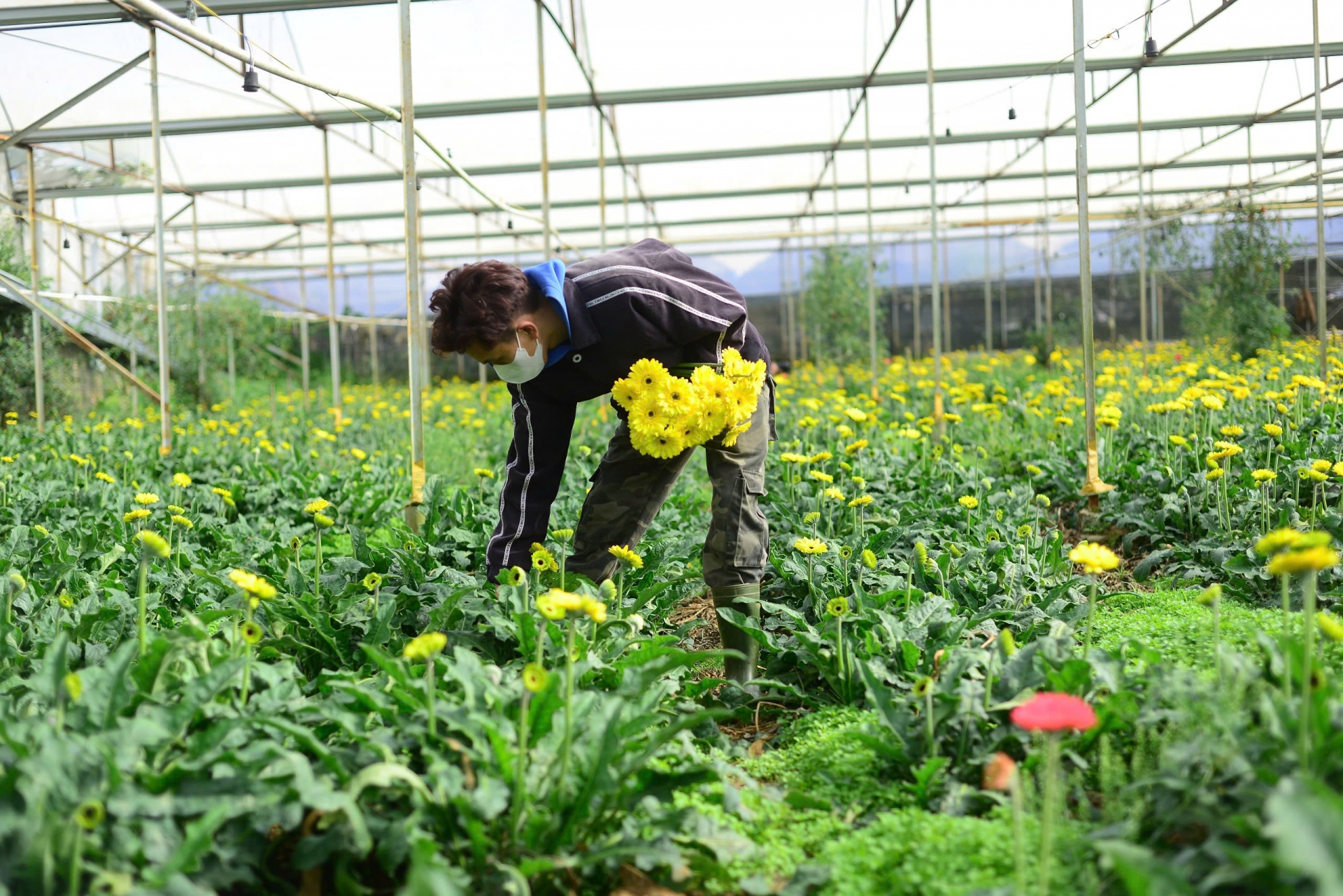 Nông dân Đà Lạt phấn khởi khi nhiều loại hoa giá tăng mạnh những ngày đầu năm