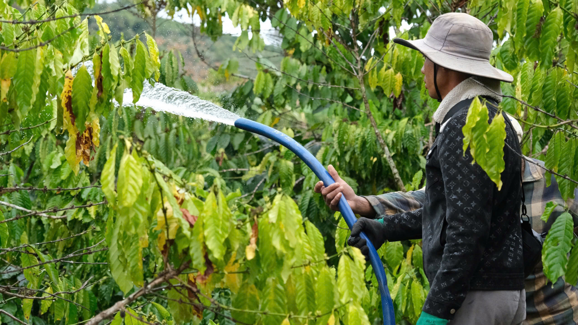 Di Linh chủ động chống hạn cho cây cà phê