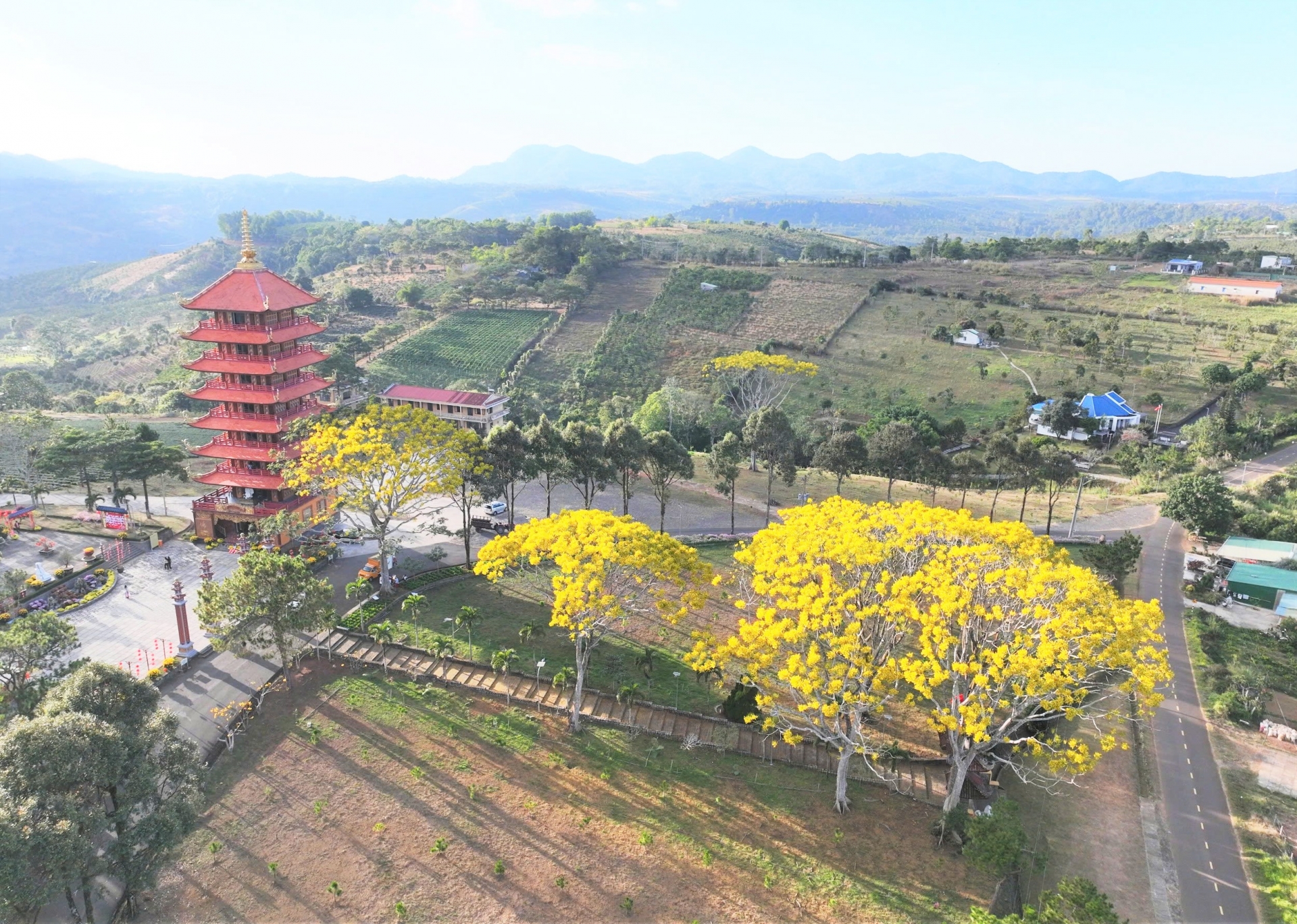 Đắm say phượng vàng khoe sắc đầu xuân