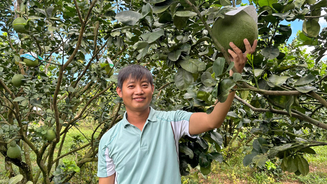 Nông dân trẻ chuyển đổi đất lúa trồng bưởi da xanh