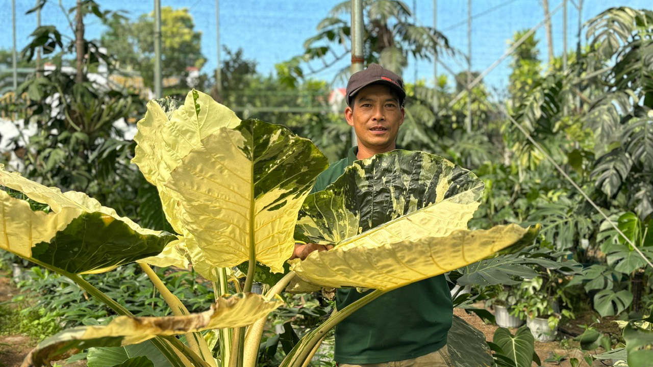 Xây dựng liên kết trồng kiểng lá xuất khẩu