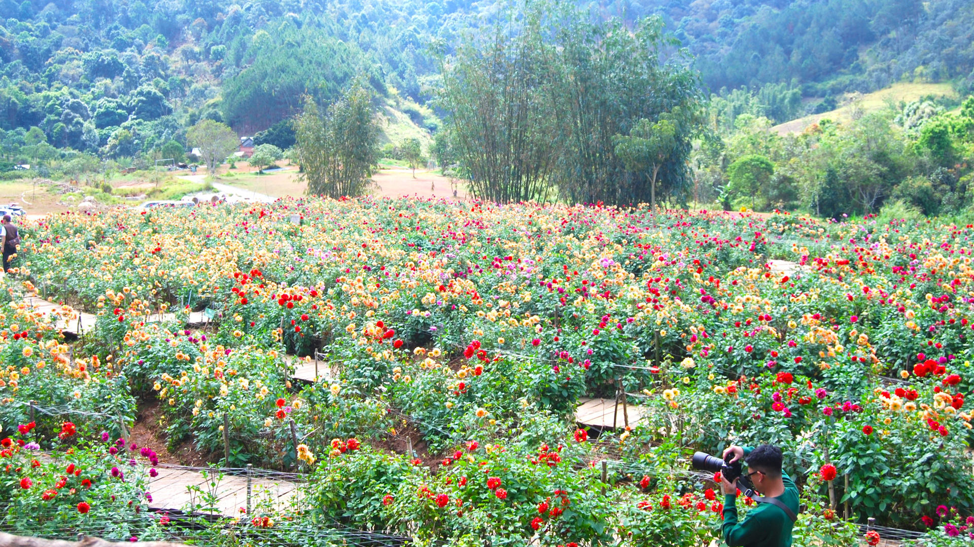 The Florest - hoa trong rừng trập trùng, bất tận