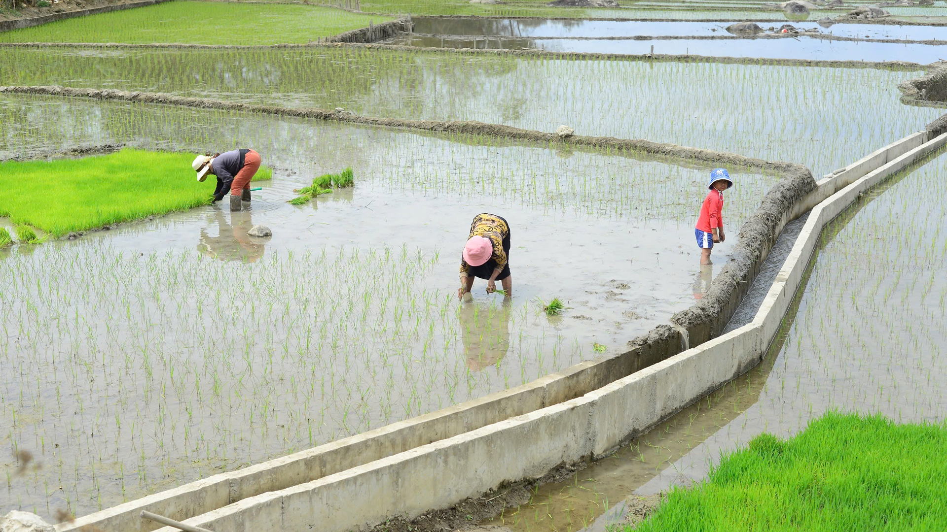 Đánh thức vẻ đẹp hoang sơ đồng lúa Mê Ka