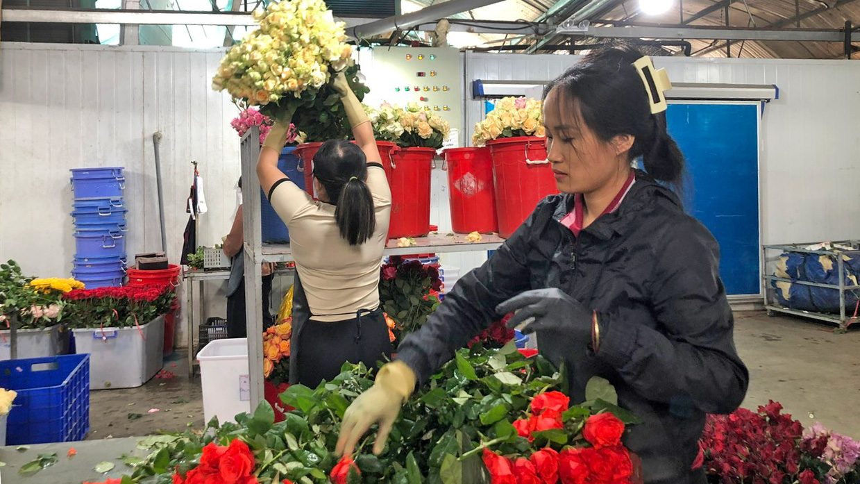 Quỳnh Phương số hóa hướng tới thị trường hoa xuất khẩu