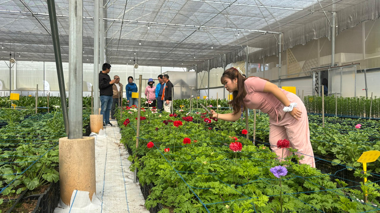 Chọn lối đi riêng với hoa ôn đới