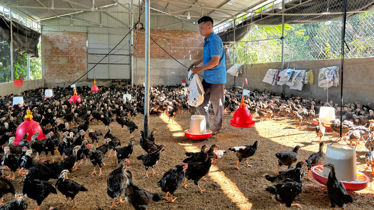 Nuôi gà tuần hoàn bằng sâu canxi