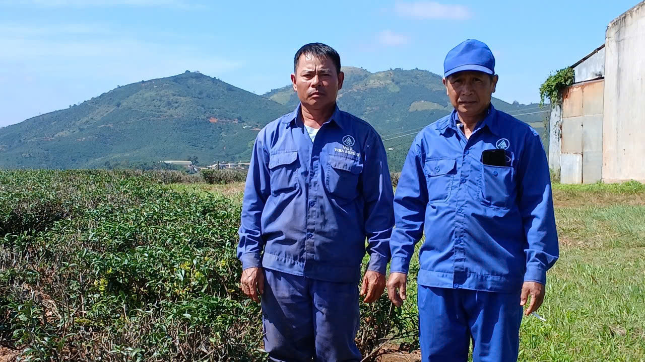 Người công nhân xuất sắc của ngành chè