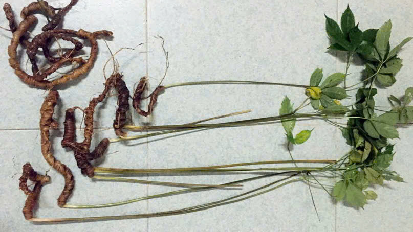 Bảo tồn và phát triển nguồn gen sâm Lang Biang  