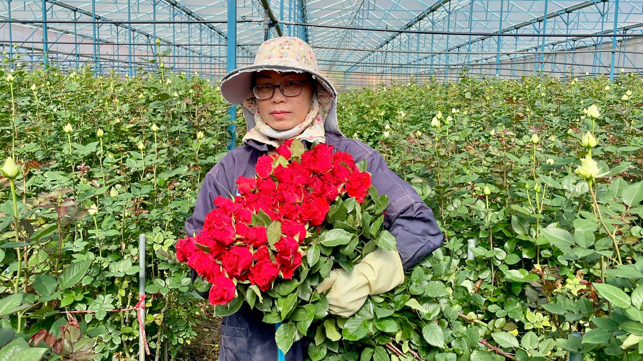 Lạc Dương hướng đến phát triển hoa hồng thành cây trồng chủ lực