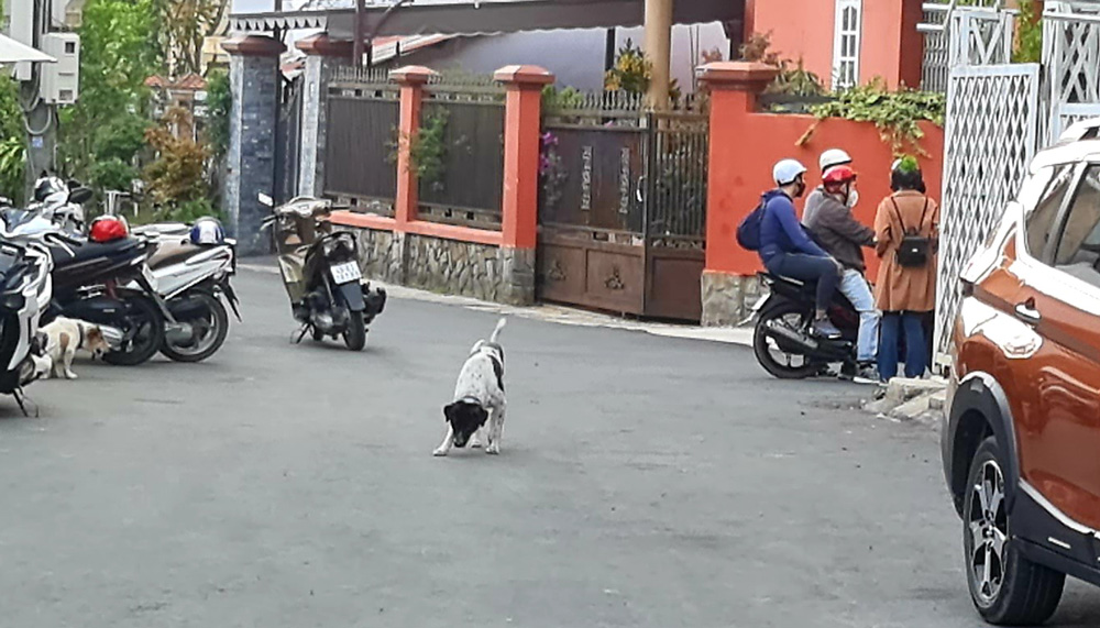 Đà Lạt: Tăng cường xử lý chó, mèo thả rông