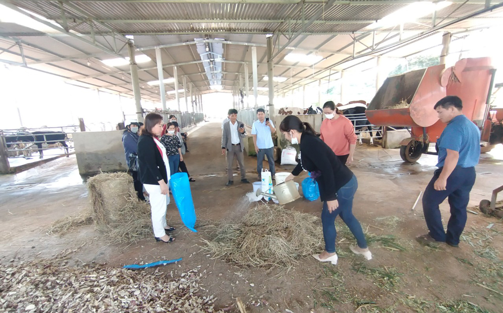 Hướng dẫn nông dân lên men phụ phẩm làm thức ăn chăn nuôi
