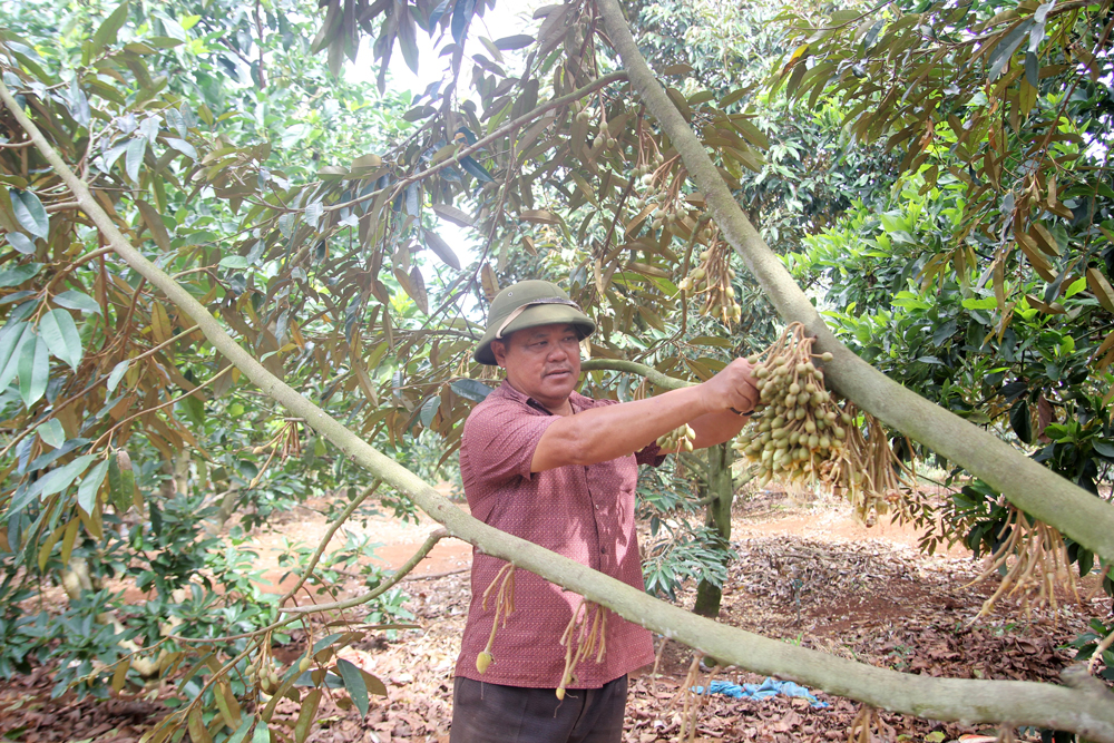 Di Linh: Khuyến cáo người dân không trồng sầu riêng ồ ạt