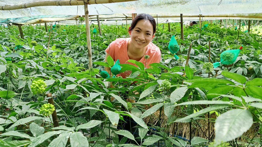 Mở rộng vùng sản xuất dược liệu ở Lạc Dương