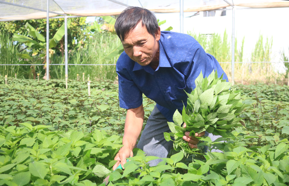 Trồng rau trong nhà lưới tại An Nhơn
