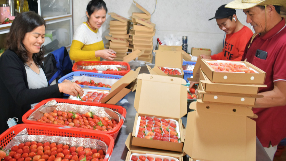 Tiếp cận nông nghiệp đa ngành ở Đà Lạt