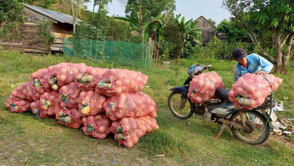 Chuyển đổi đất lúa kém hiệu quả sang trồng bí đỏ