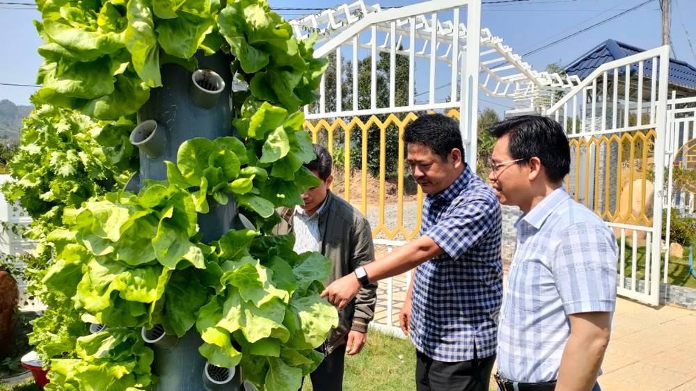 Mô hình Trồng rau khí canh đầu tiên tại Bảo Lâm