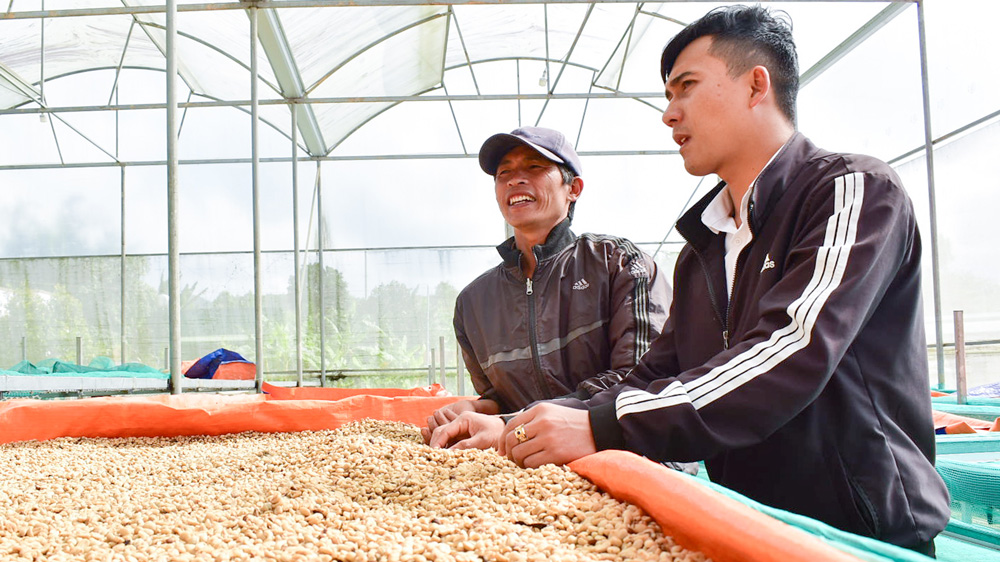 Khởi nghiệp và kiên định với cà phê hữu cơ