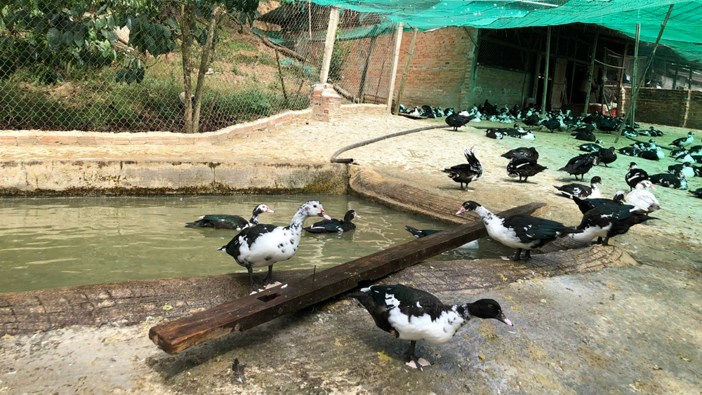 Làm bể bơi cho vịt sinh sản