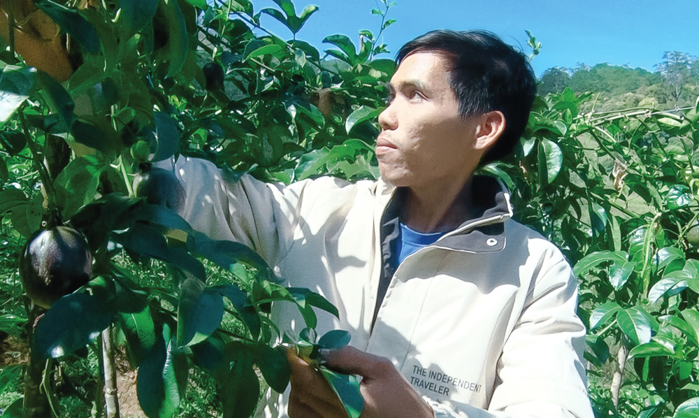 Nông dân trẻ làm giàu từ chanh dây