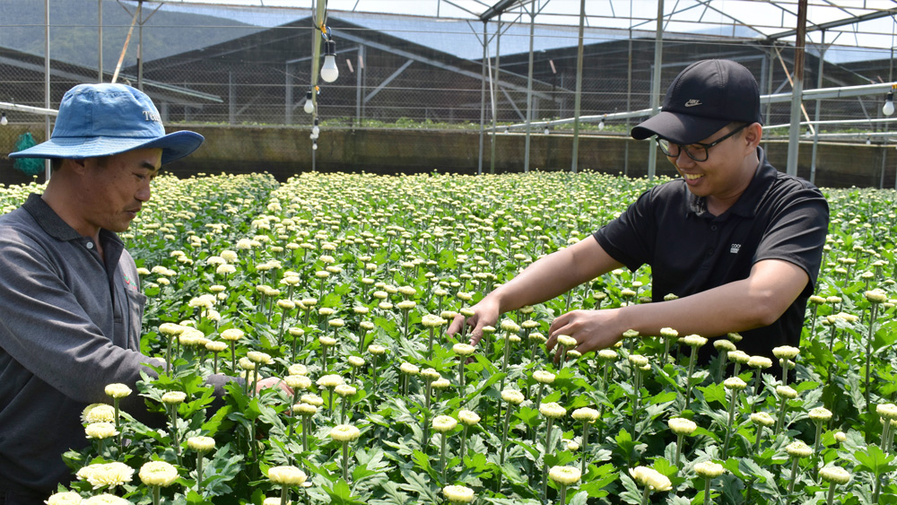 Hoa cúc Đơn Dương xuất khẩu sang xứ Hàn