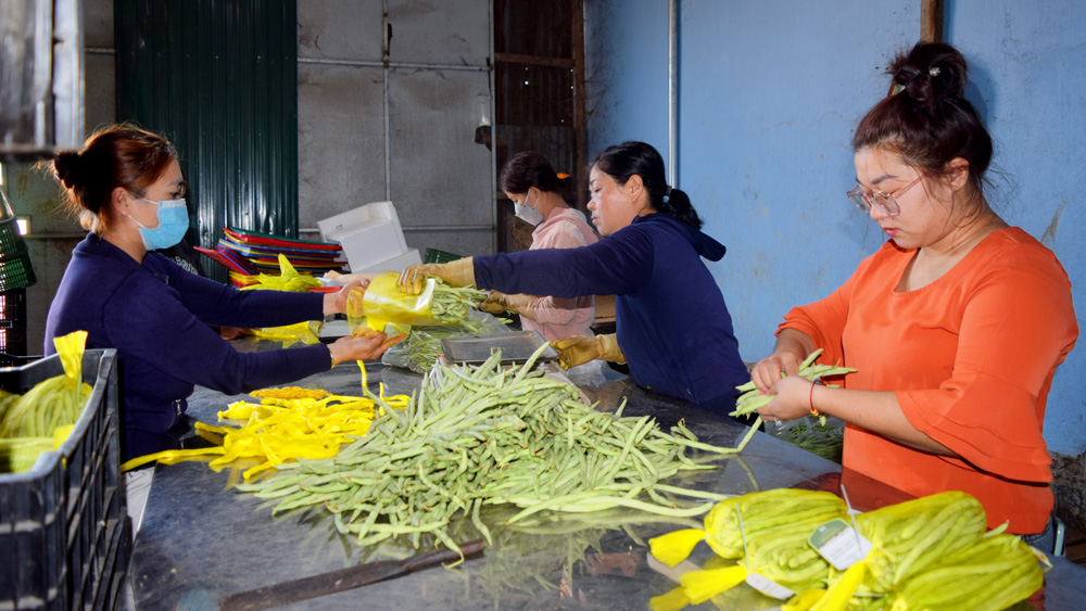 Nông dân trẻ làm giàu từ trồng rau an toàn