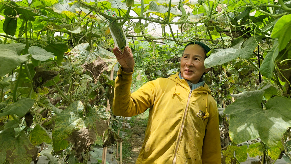 Bí Tiến vua bén rễ đất Lạc Xuân