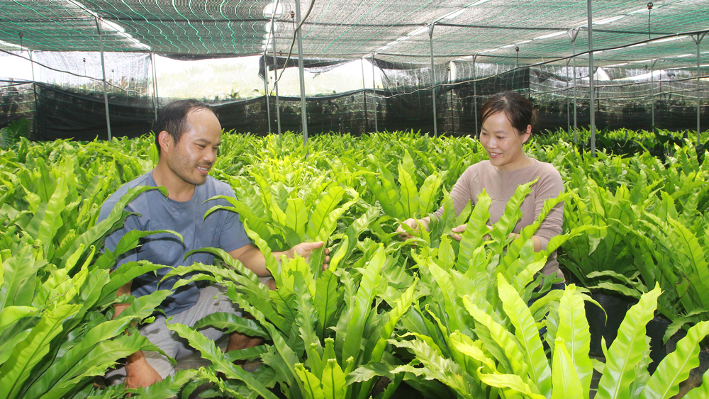 Thành công nhờ lá, khấm khá nhờ cành
