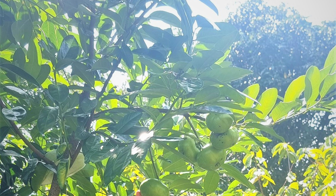 Hồng chocolate từ Indonesia kết trái ở Lâm Hà