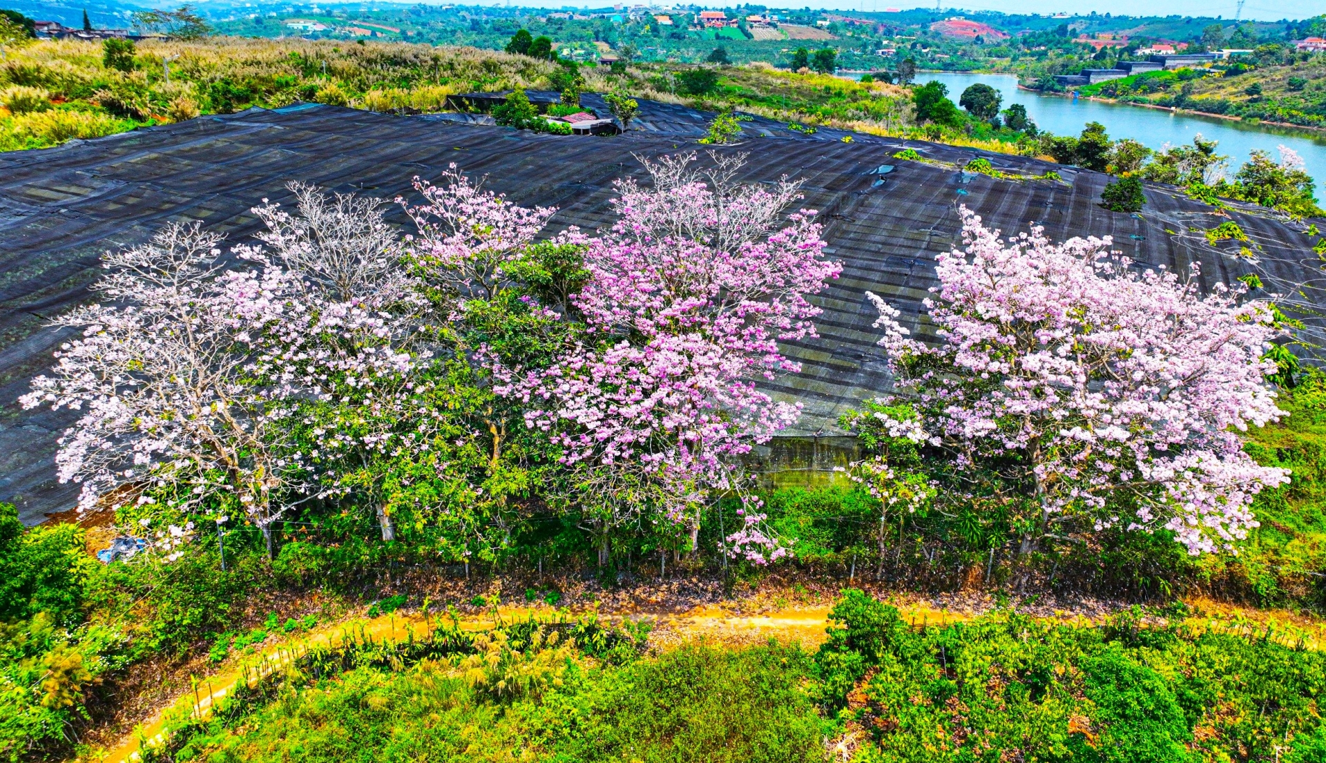 Đắm say cùng hồng phấn