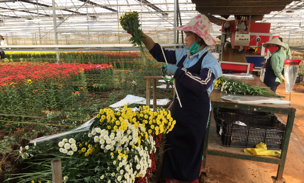 Triển khai Dự án Cải thiện cơ sở hạ tầng nhằm phát triển nông nghiệp