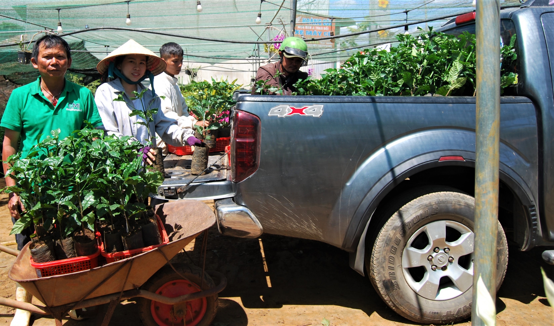 Nhu cầu cây giống cà phê tăng "nóng"