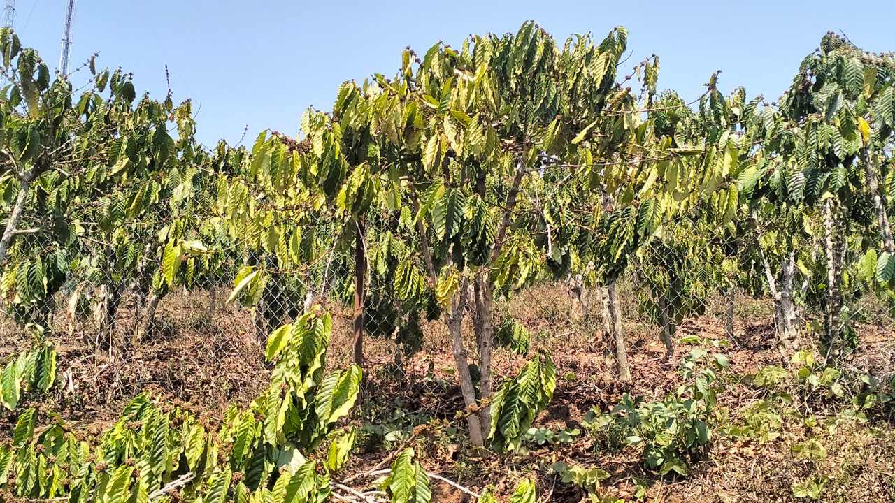 Lâm Hà: Quyết liệt phòng, chống hạn hán cho cây trồng