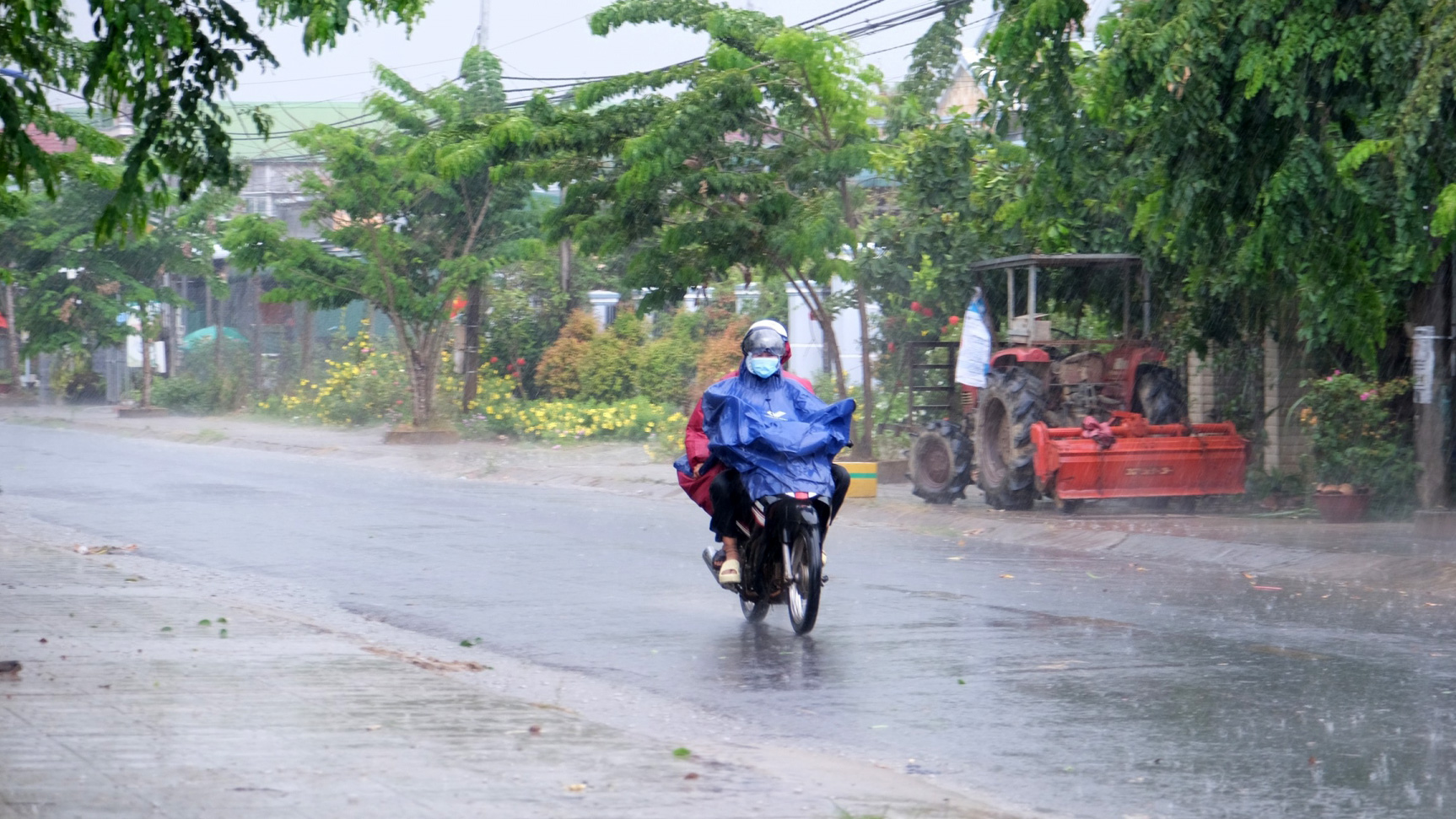 "Mưa vàng” xuất hiện trên diện rộng tại nhiều địa phương