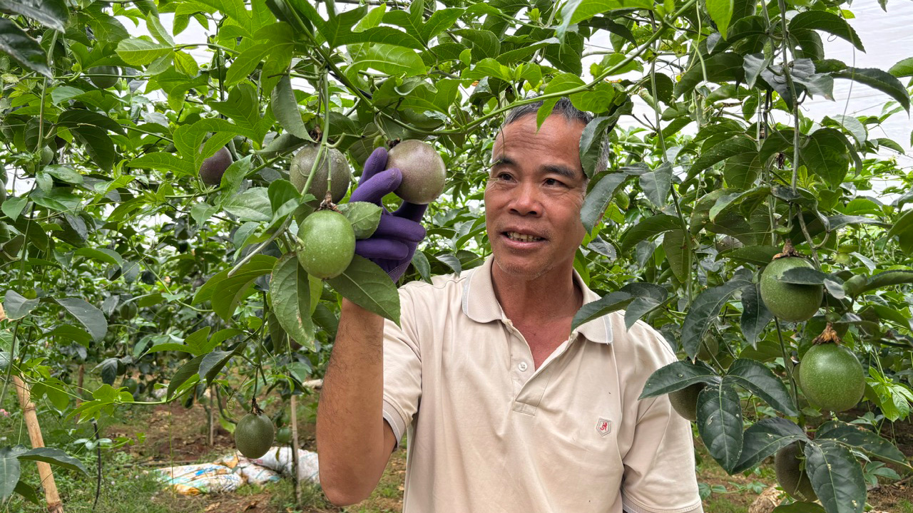 Trồng chanh dây xuất khẩu