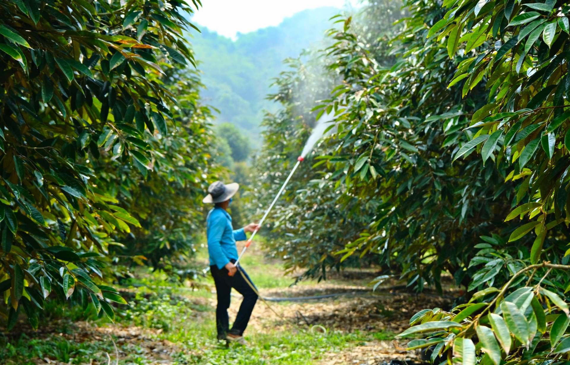 Tăng cường quản lý và áp dụng quy trình kỹ thuật sản xuất sầu riêng