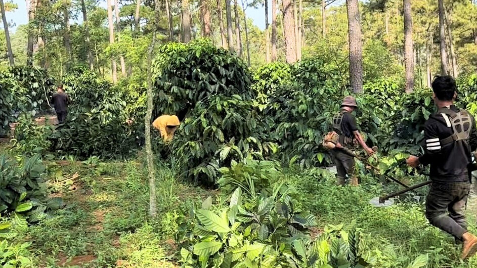 Bảo Lâm: Doanh nghiệp buộc giải tỏa 9,21 ha đất rừng bị lấn chiếm để bàn giao lại cho Nhà nước