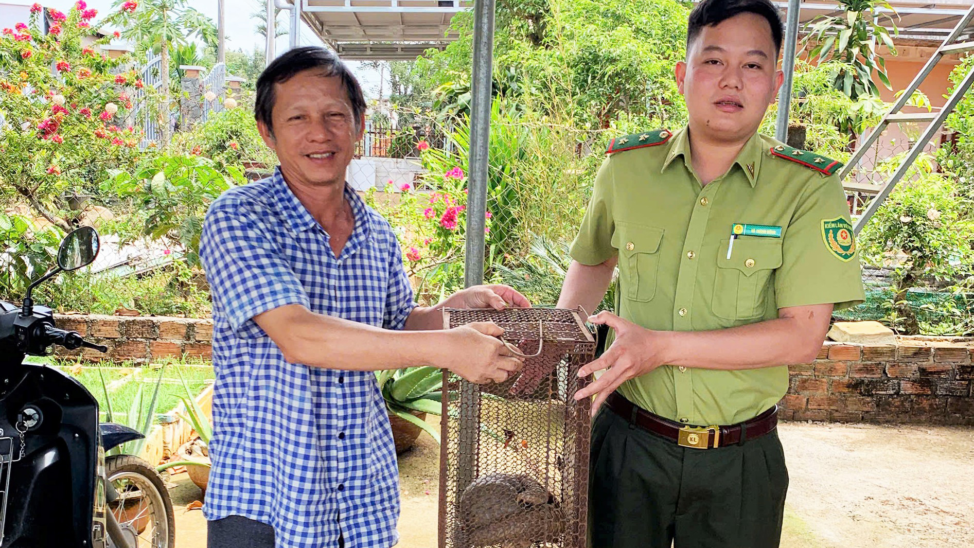 Bảo Lâm: Tê tê Java bò vào nhà, người dân bắt giao nộp kiểm lâm